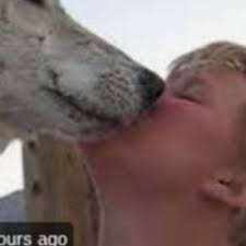 Two Wolf One Girl 18+ Viral Video Original Link , 2 Wolf 1 Girl Viral Videos Download Link