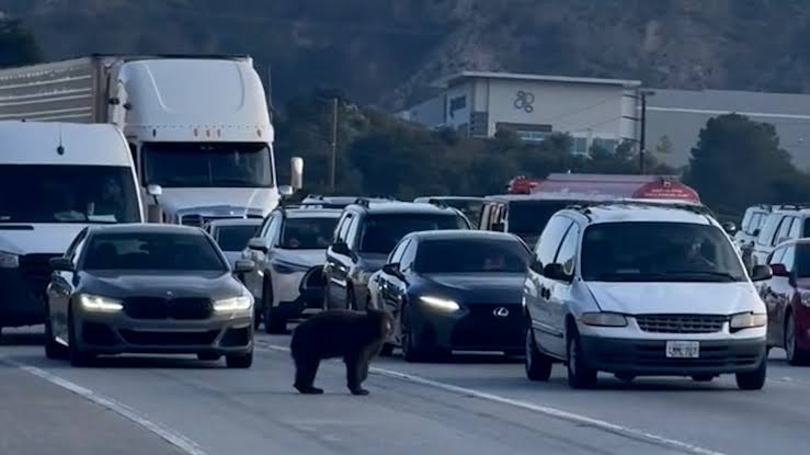 Viral Bear Traffic Video , Bear Viral Video Clips Original Link
